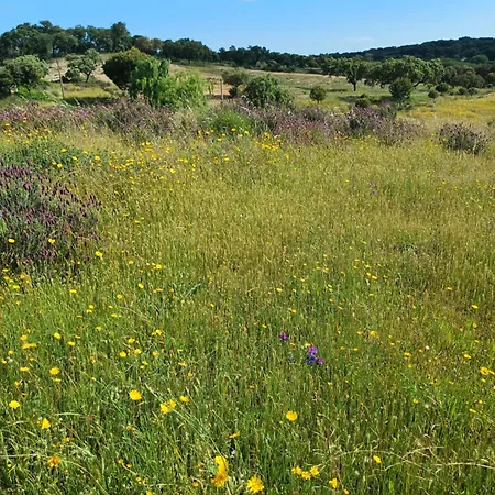 בית כפרי Monte Da Fonte Santa De Sao Luis קאסטלו בראנקו