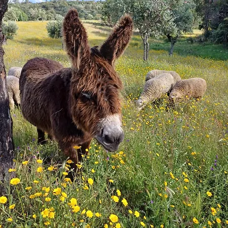 Monte Da Fonte Santa De Sao Luis *