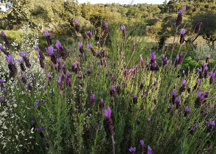 Venkovský dům Monte Da Fonte Santa De Sao Luis *