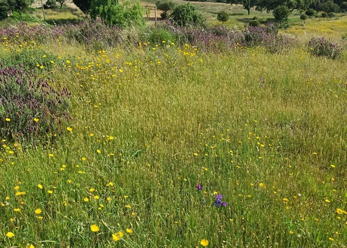 Venkovský dům Monte Da Fonte Santa De Sao Luis Castelo Branco (Centro)