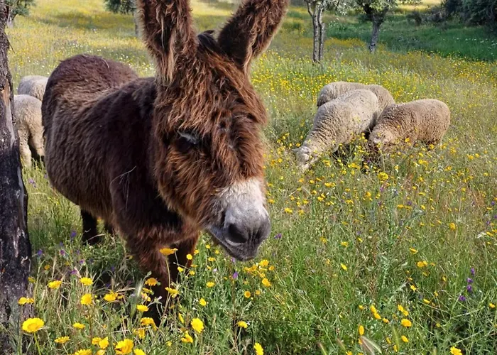 Monte Da Fonte Santa De Sao Luis *